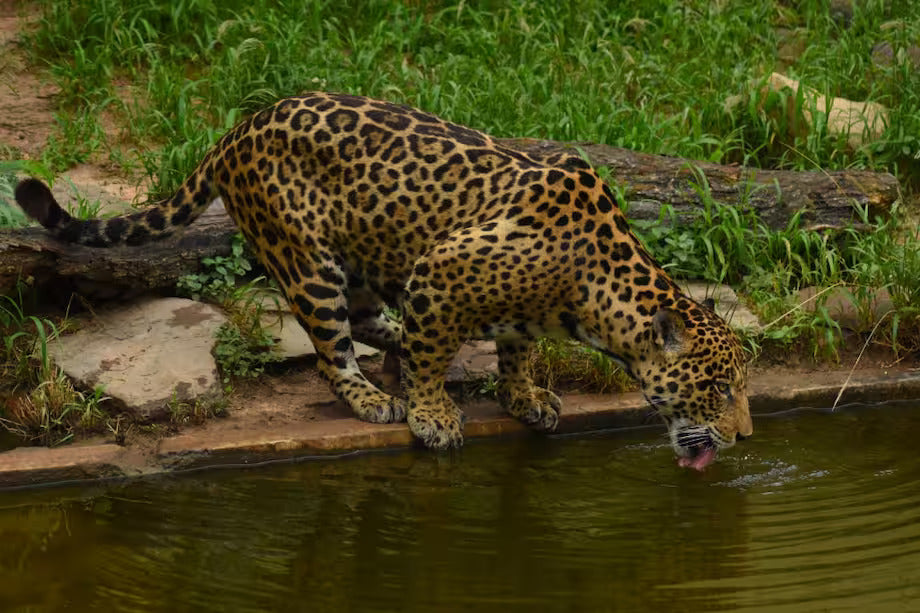 On Saving the Jaguar